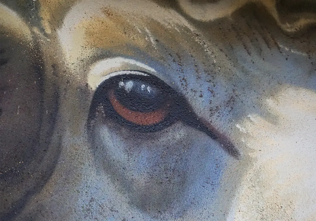 detalle graffiti animales ojo